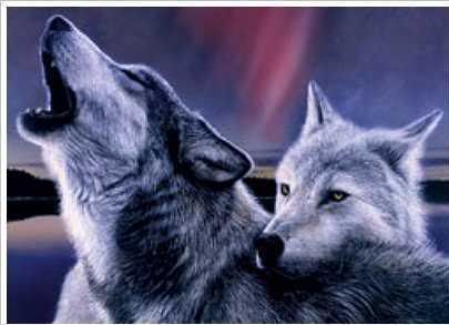  photo wolves-5.jpg