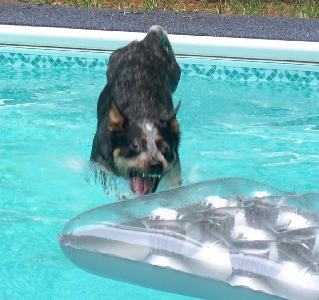 logan-dive-1.jpg