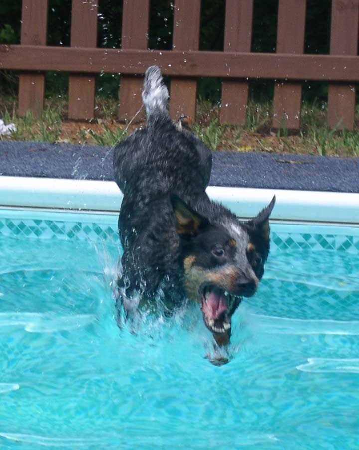 logan-dive-2.jpg