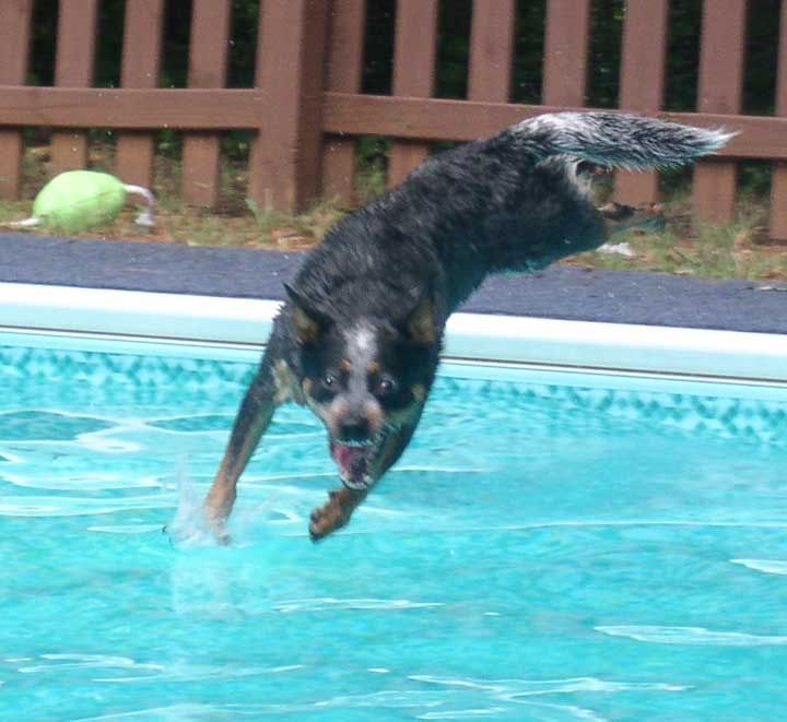 logan-dive-3.jpg