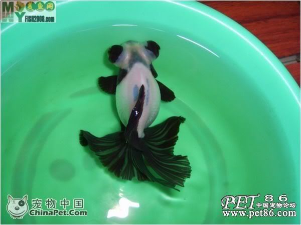 熊猫金鱼[本人觉得很可爱]