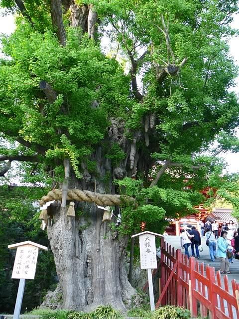 1000 year old tree at Tsurugaoka Hachimangu Shrine, Kamakura