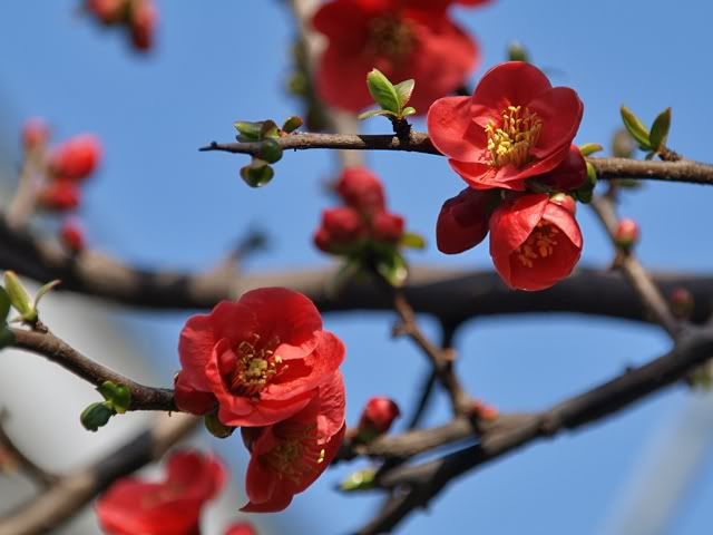 red plum blossoms red plum blossoms