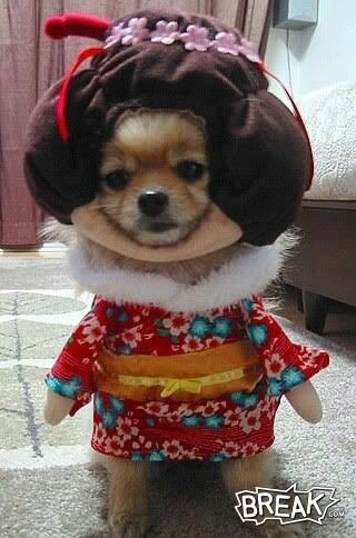 Dog costume Pictures, Images and Photos