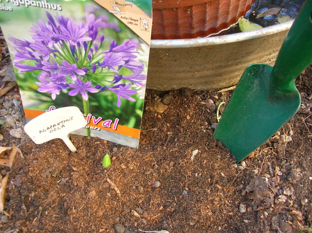 agapanthus150.jpg