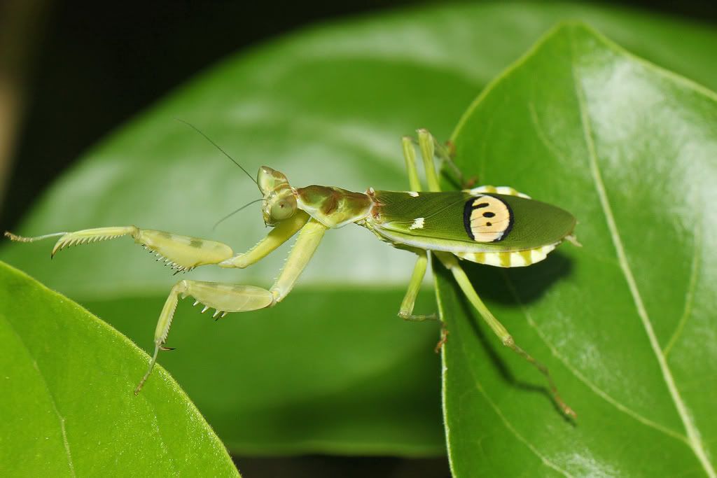 丽眼斑螳 - 螳螂目 mantodea - hkwildlife.net forum