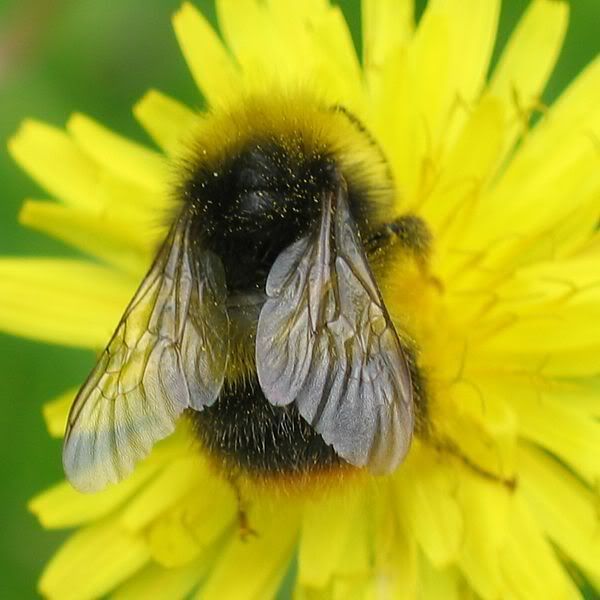 Bumblebee.jpg picture by judywoods