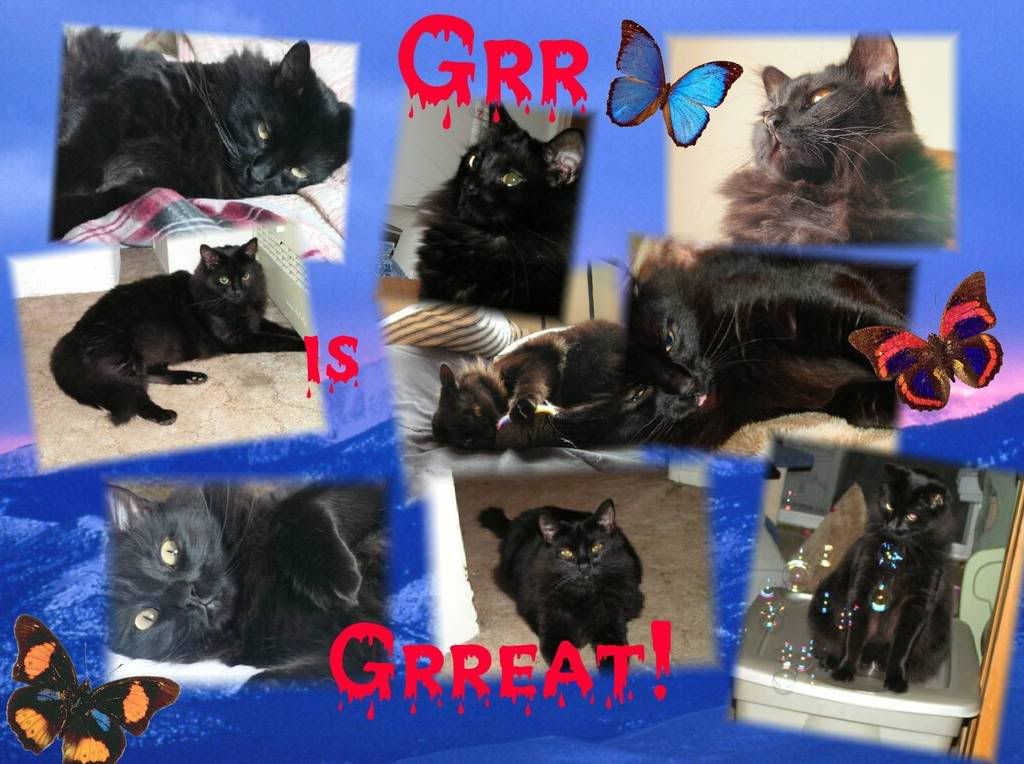black cat,collage,Cat