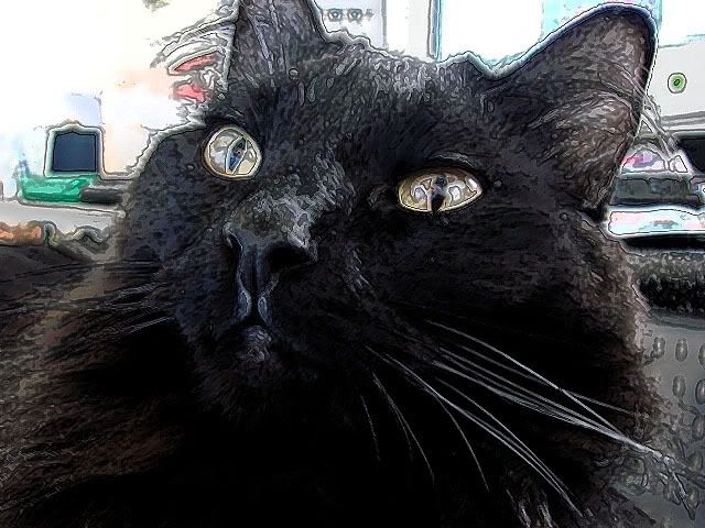 black cat,photoshop