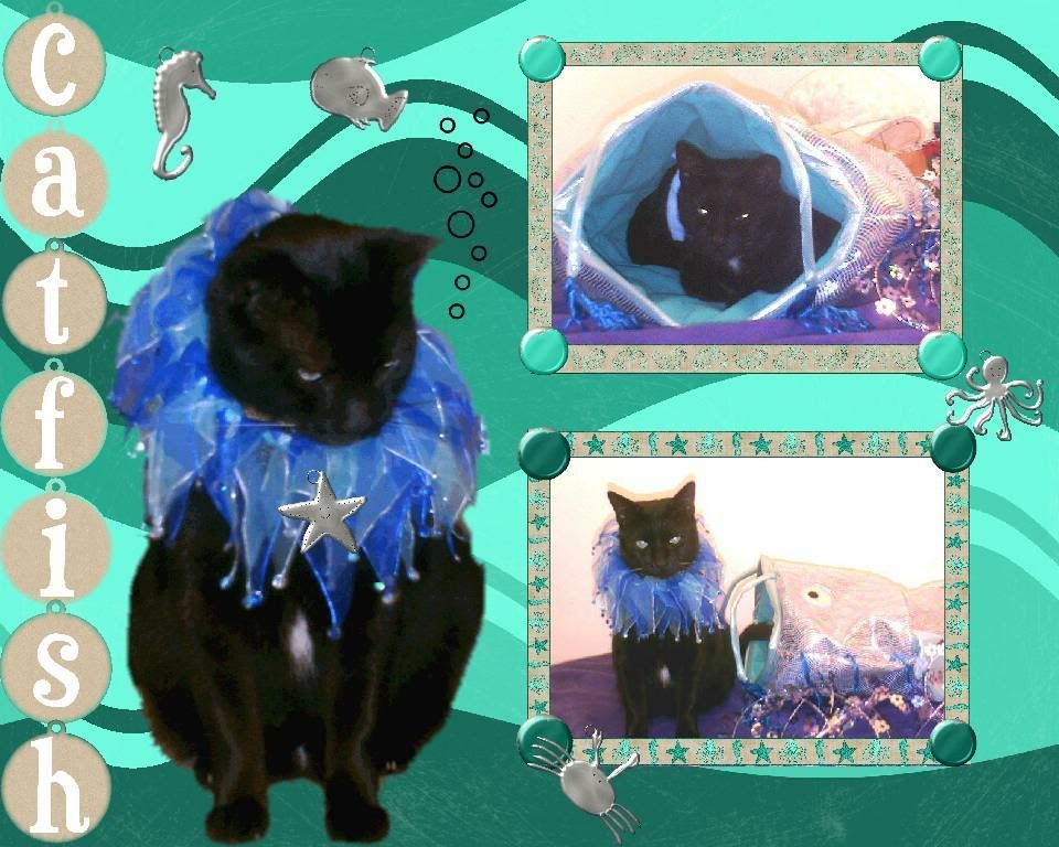 black cat,Diamond