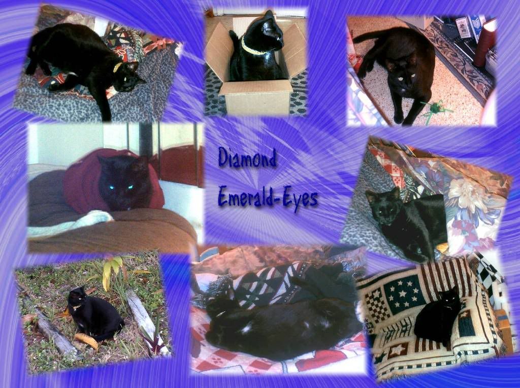 Diamond,black cat,collage