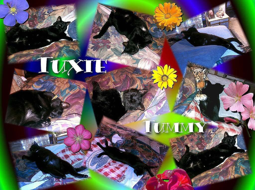 collage,Diamond,black cat