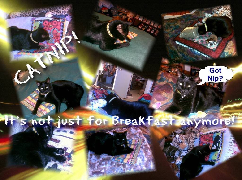 black cat,Diamond,collage