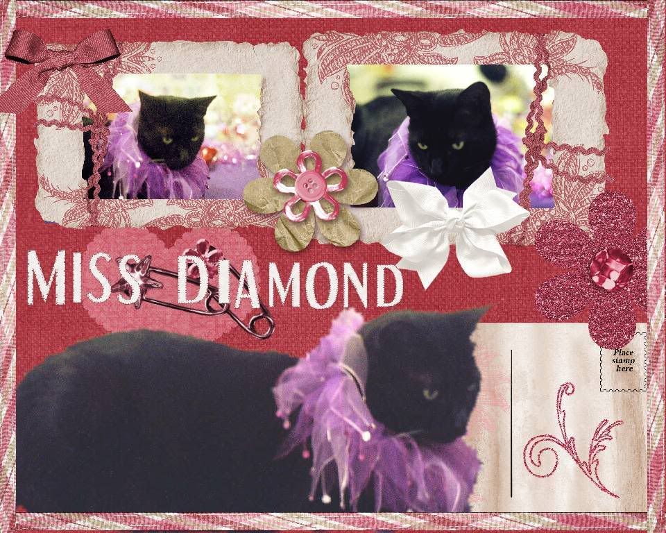 black cat,Diamond,Cute Cat