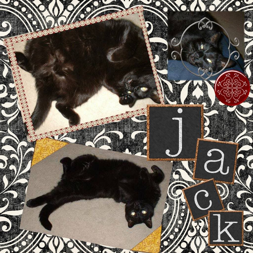 black cat,scrapbook