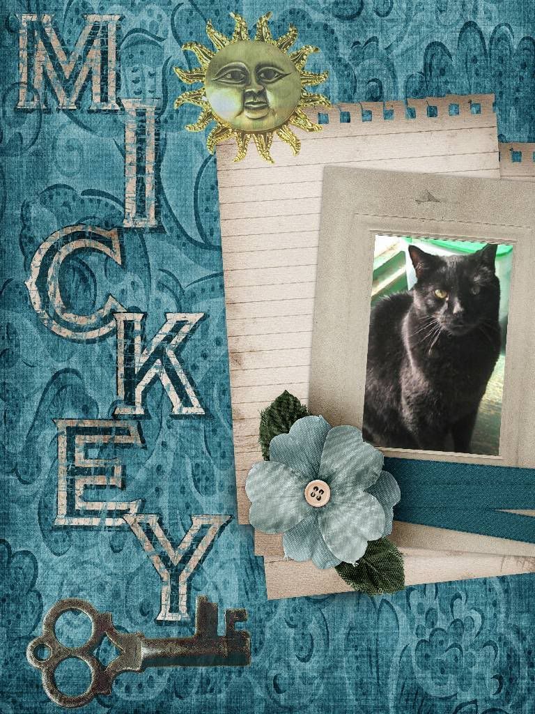 black cat,Scrapbook