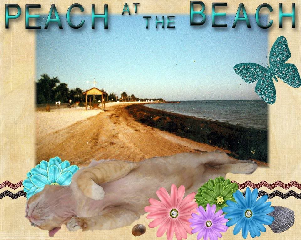 Peach at the Beach