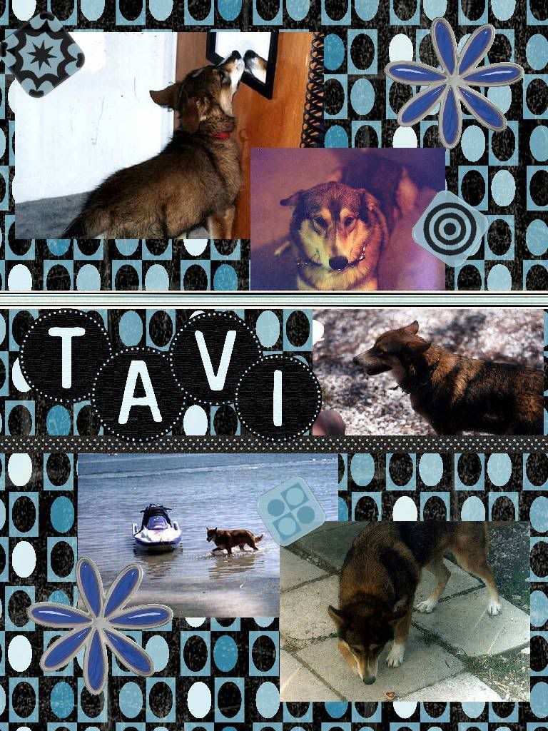 Dog,scrapbook