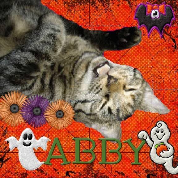 tabby cat,Howl-N-Scream