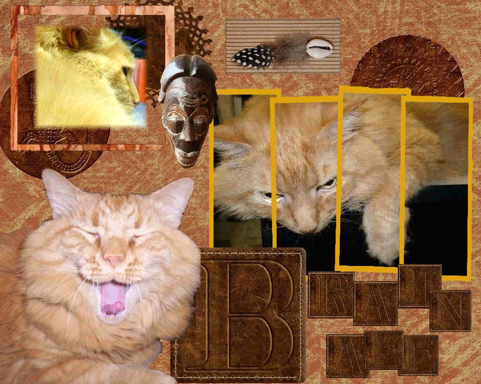 Ginger Cat,Tabby Cat,Domestic Cat