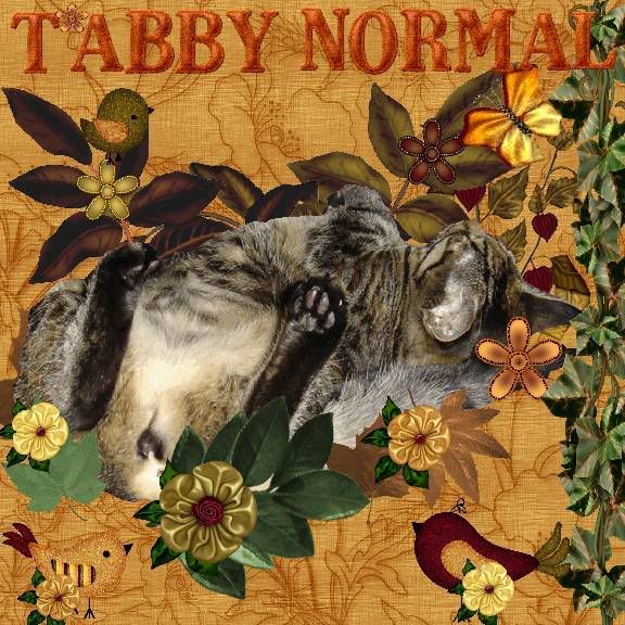 Autumn,tabby cat