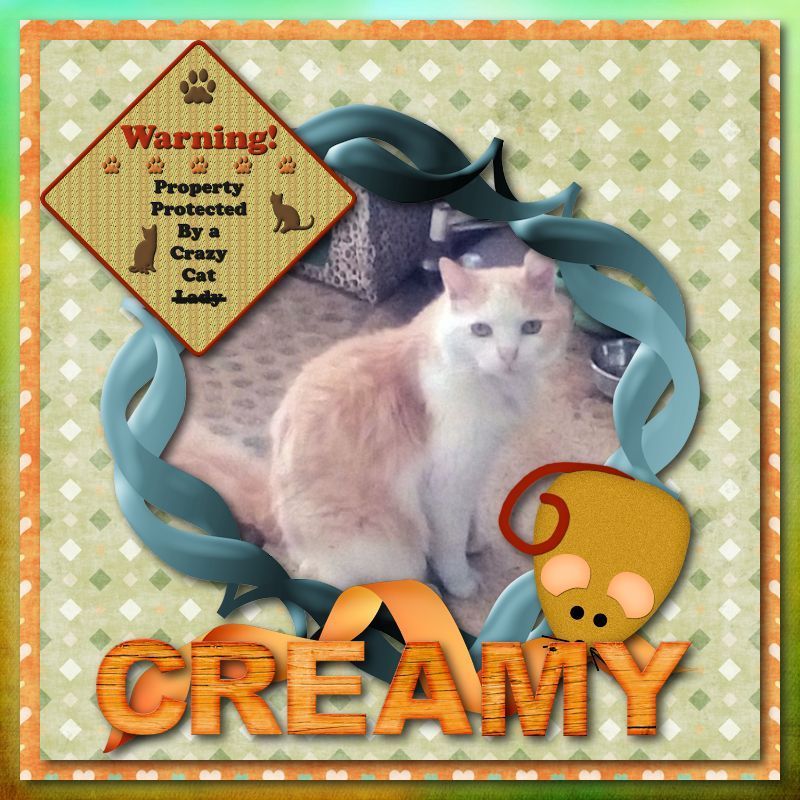 Crazy Attack Cat
