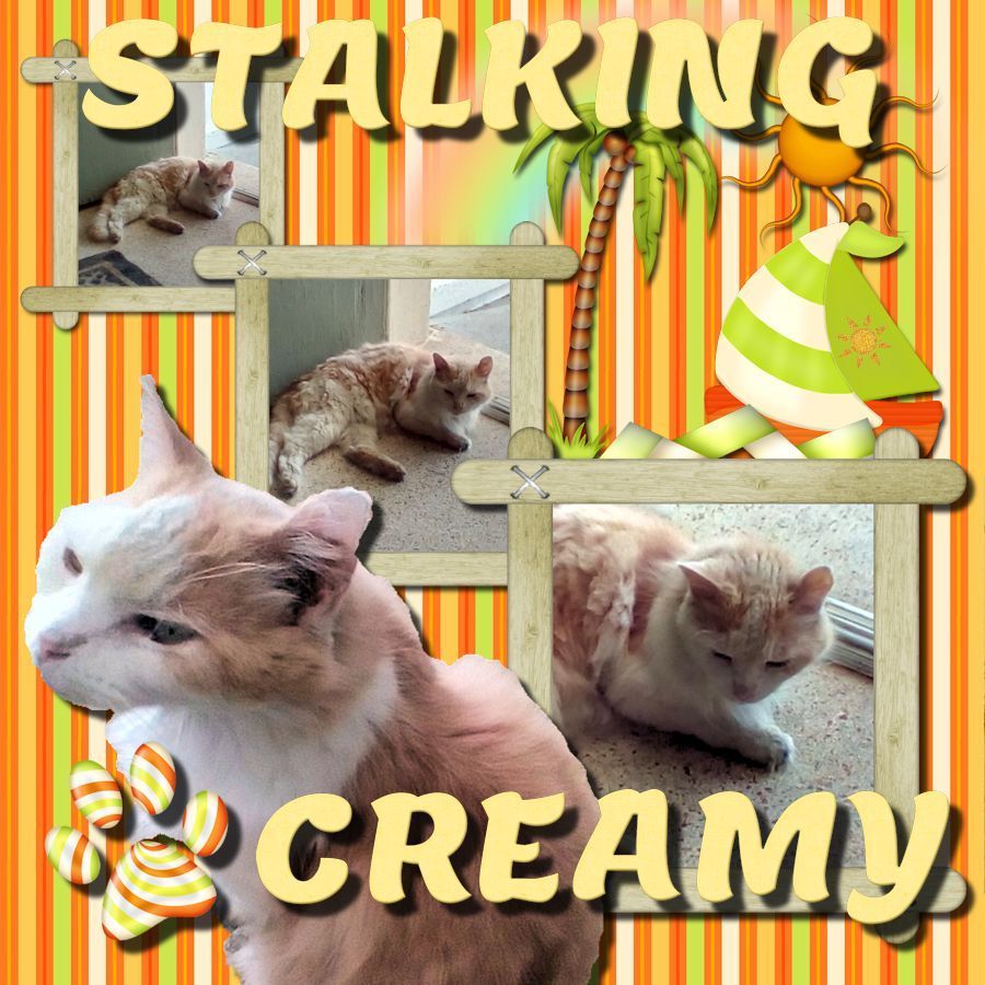 Stalking Creamsicle