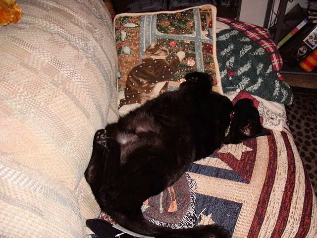 Domestic Cat,House Panther,Miss Diamond