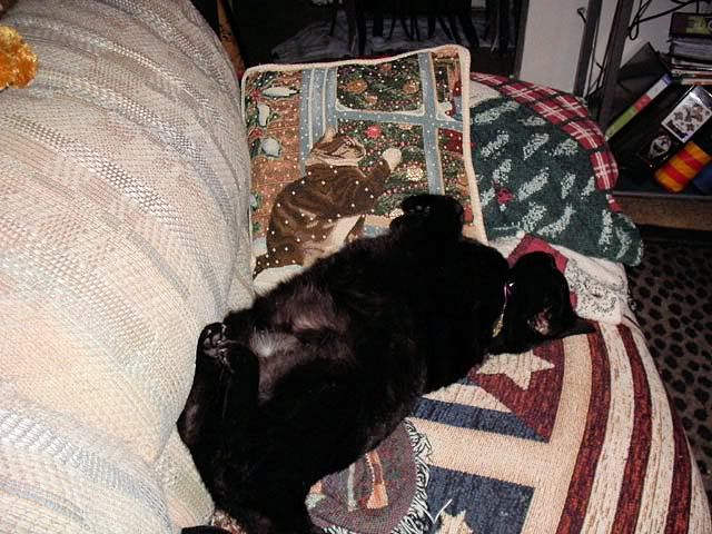 Miss Diamond,Miss Diamond,House Panther
