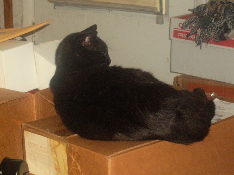 Box Thief!