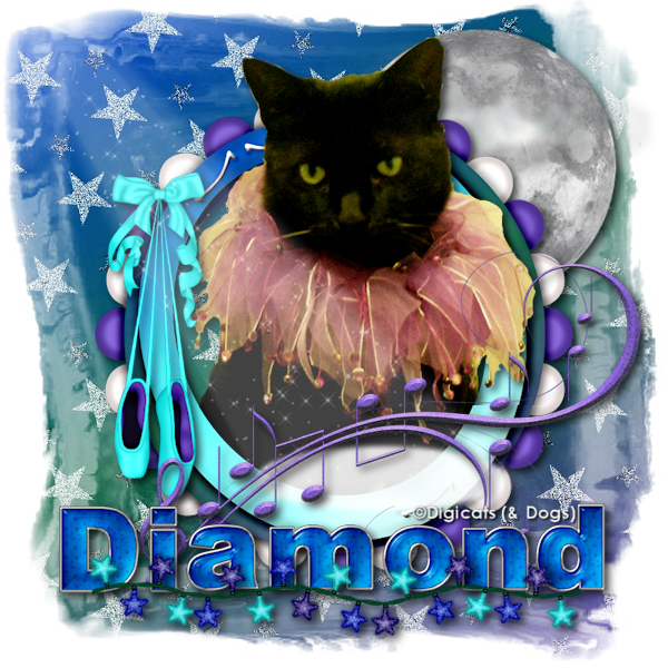 Miss Diamond: Cats