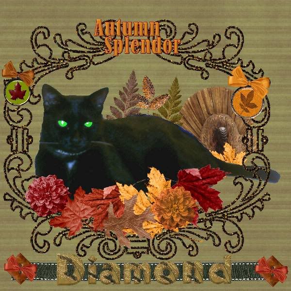 House Panther,Autumn,Domestic Cat,Thanksgiving,Miss Diamond