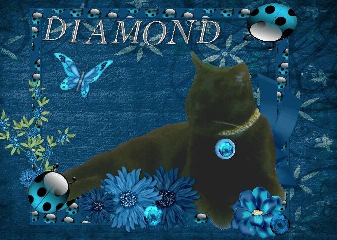 Miss Diamond