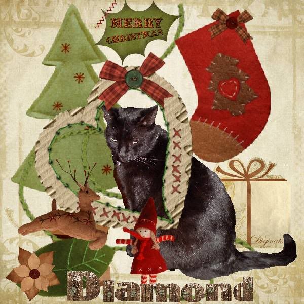 Christmas,House Panther,Domestic Cat,Miss Diamond