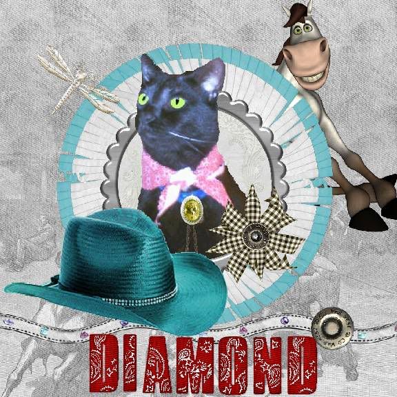 Cowboy,Miss Diamond,House Panther