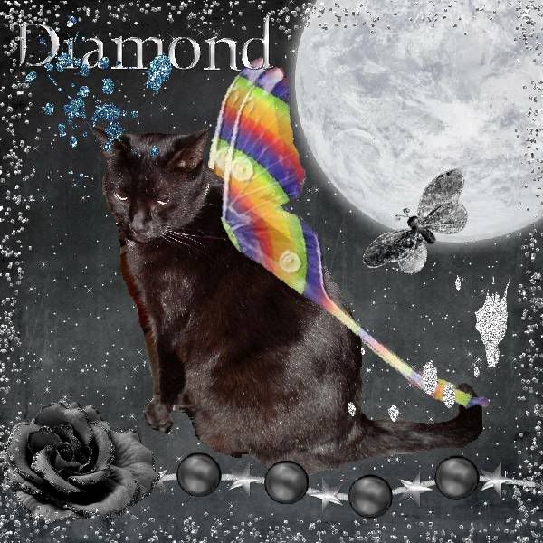 Miss Diamond,Domestic Cat,House Panther,Fantasy