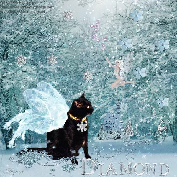 Winter,Fairy,Fantasy,Miss Diamond,House Panther,Domestic Cat,Cute Cat