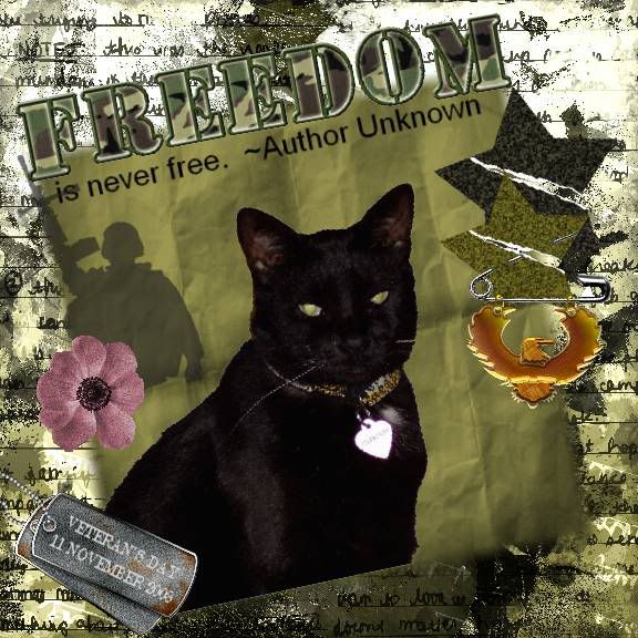 Miss Diamond,House Panther,Domestic Cat,Armed Forces