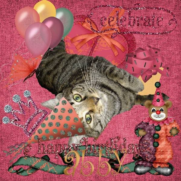 Tabby Cat,Domestic Cat,Birthday,Catblogosphere Cats