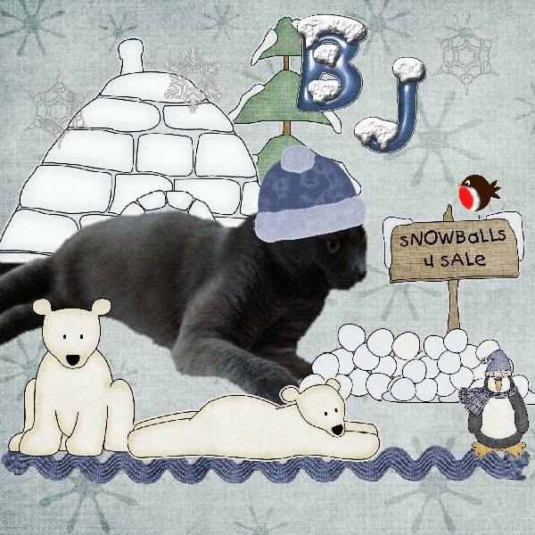 House Panther,Domestic Cat,Winter,Polar Bears,Penguins,Snow