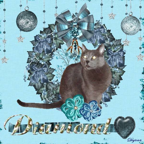 House Panther,Russian Blue,Holiday Glitter,Happy Holidays