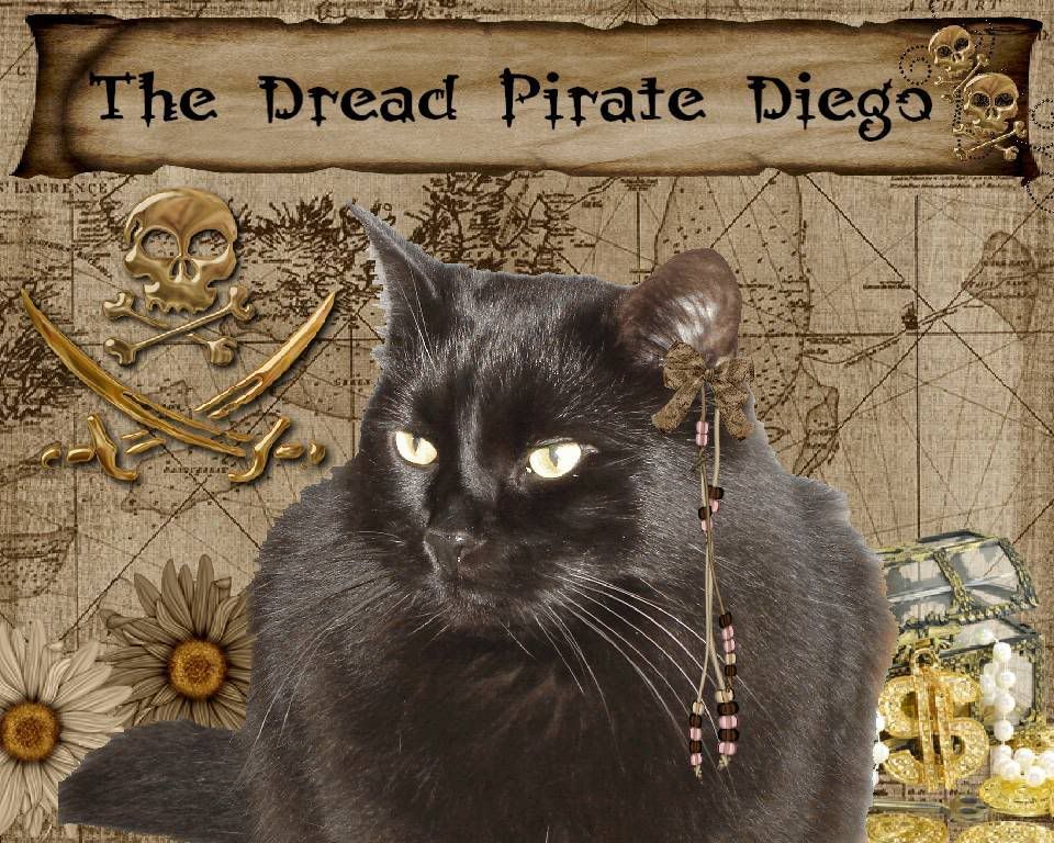 House Panther,Pirate