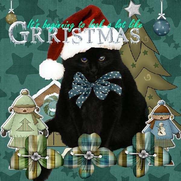 House Panther,Domestic Cat,Grr,Winter,Christmas