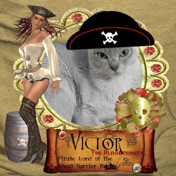 Pirate,Exotic Shorthaired Cat,Poser
