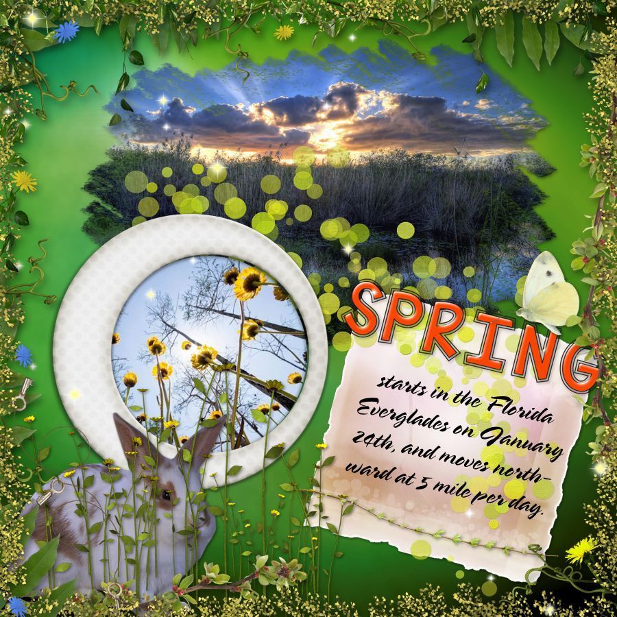 An Everglades Spring