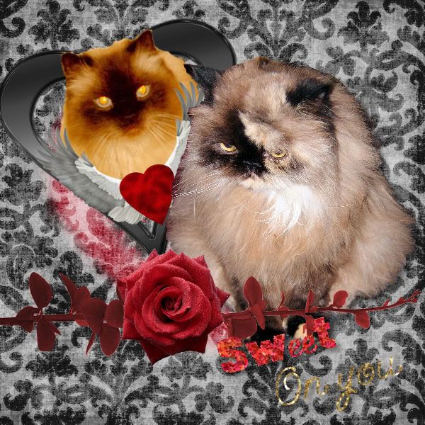 Sweet Praline's Valentines to Bhu