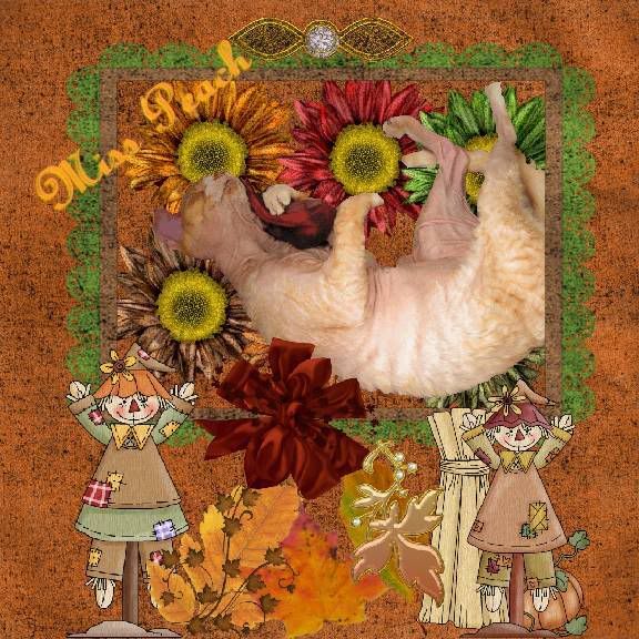 Cornish Rex Cat,Autumn