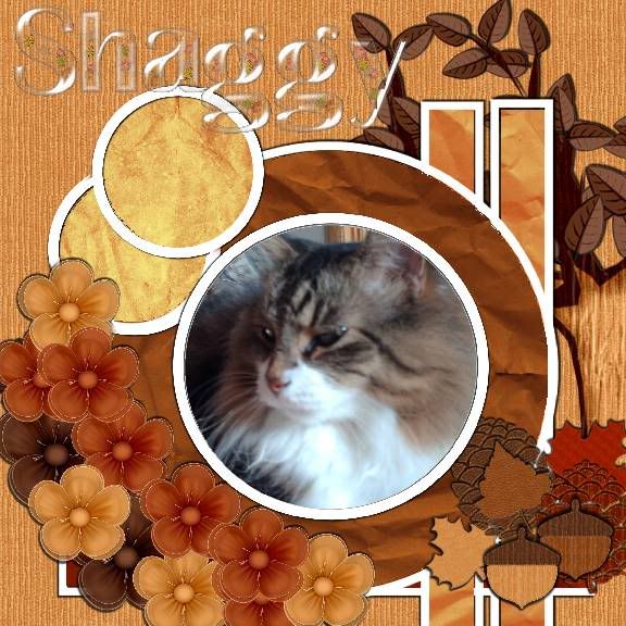 tabby cat,Autumn