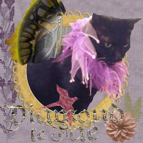 House Panther,Miss Diamond,Domestic Cat,Fairies,Fantasy