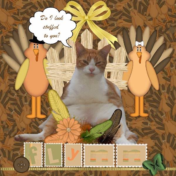 Tabby Cat,Domestic Cat,Talking Turkey